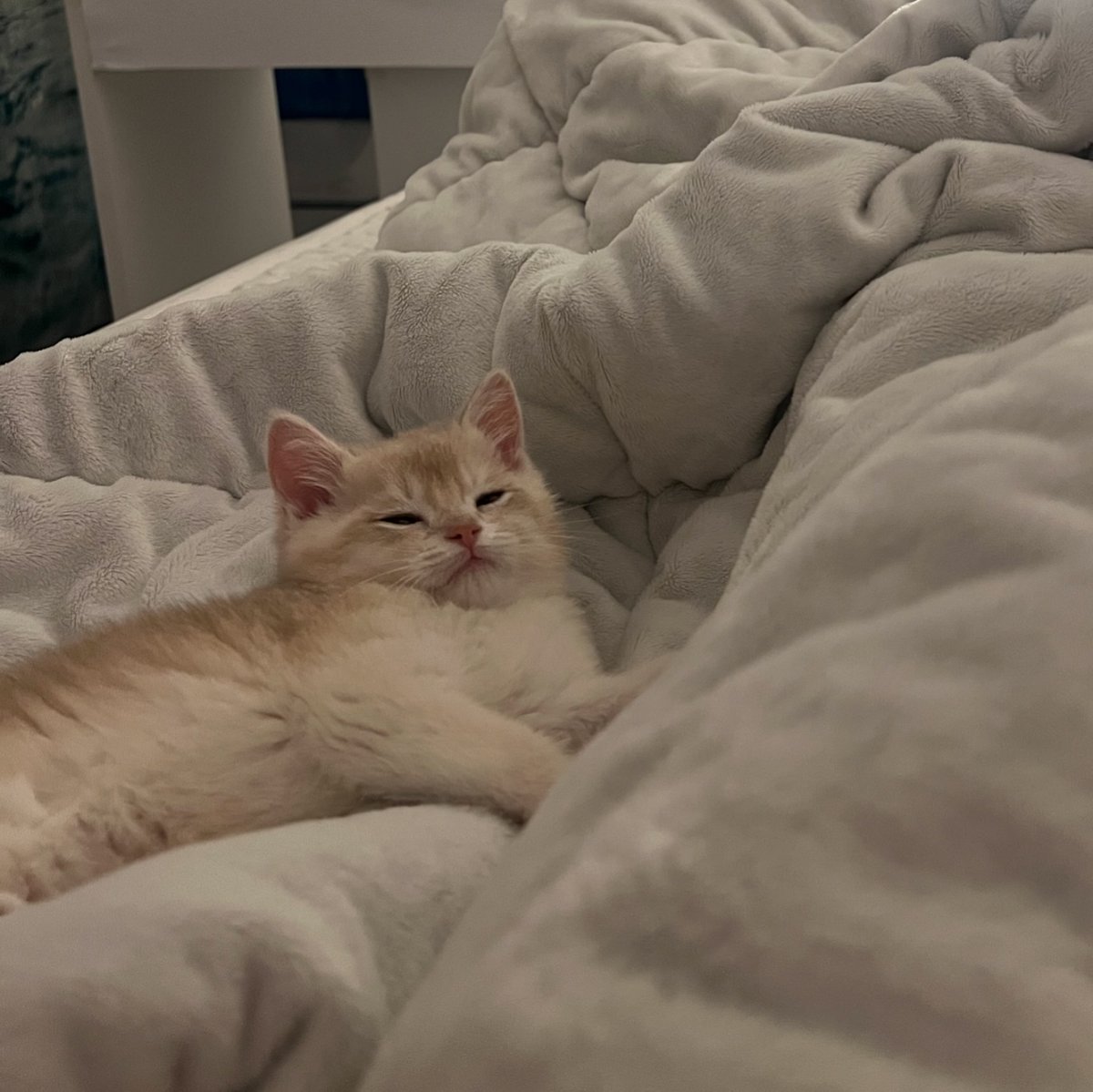 cutest cats tweet media