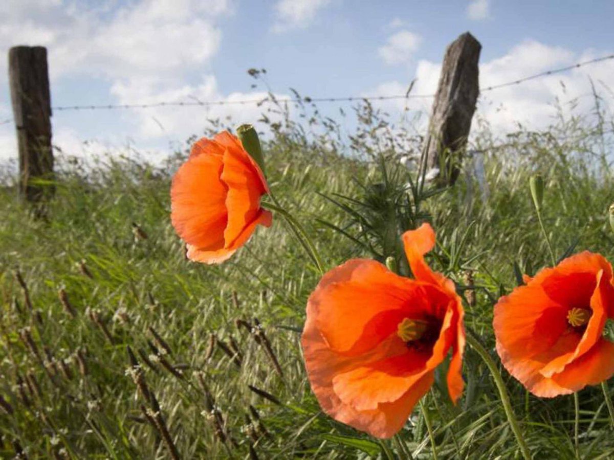 GenealogyLotus's tweet photo. Remembrance Day, 11th of November
Lest We Forget https://t.co/iitYRVBqBI