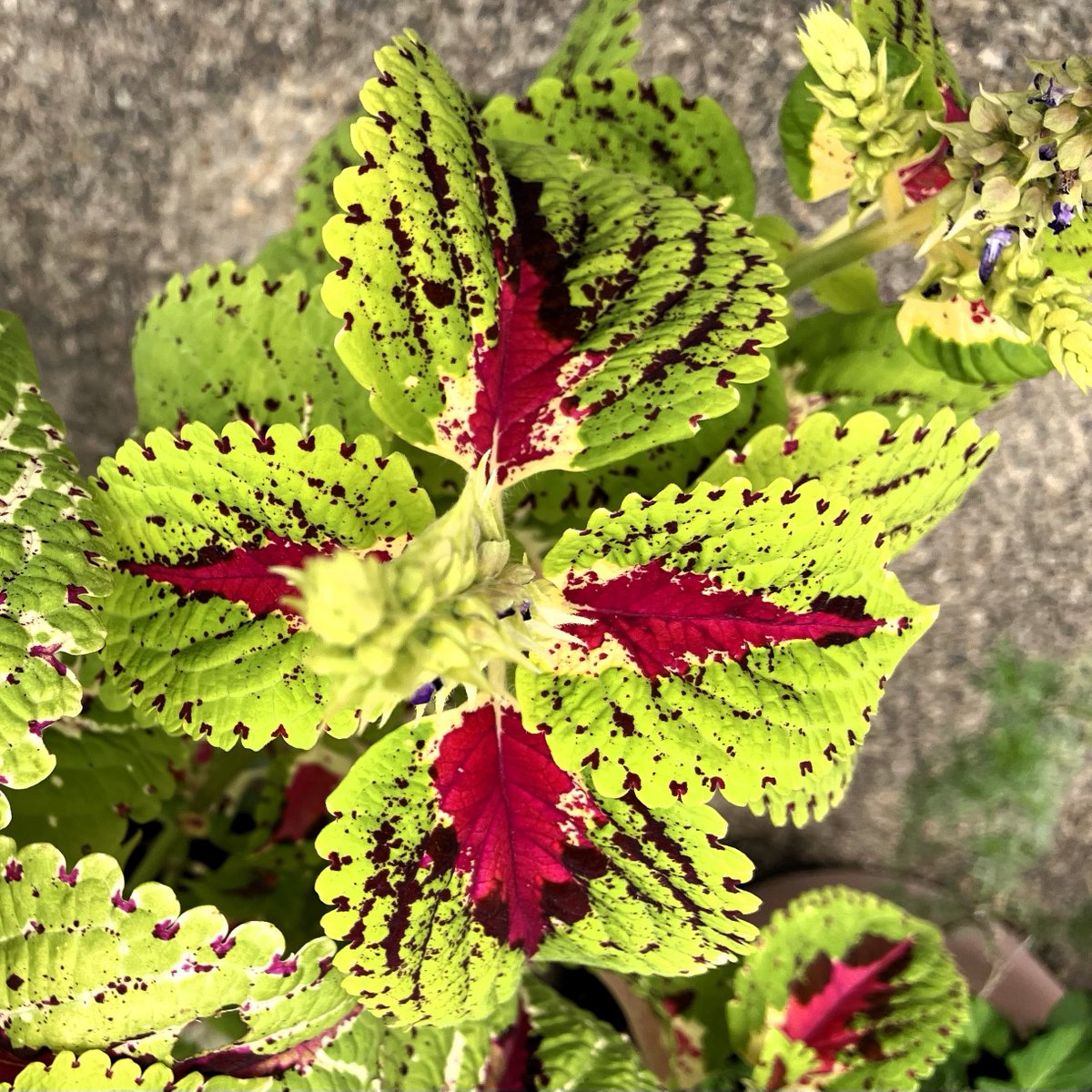 jukkkie's tweet photo. Unique plants for today💚💚💛💖💚
😃😺🌿🌱☘️🍃✨🌞
#Plants #AngelicaKeiskei #Ashitaba #FatsiaJaponica #Coleus #garden #November2024 https://t.co/yJVrv9EzwN