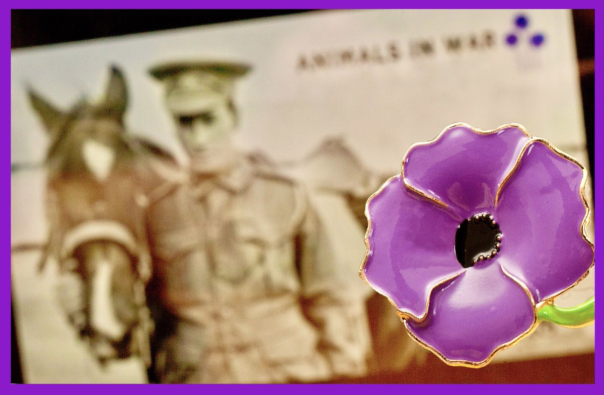 On #RemembranceDay as we remember the soldiers who never made it home from war, please spare a thought for the many animals who shared the battlefields and died alongside them.

I wear a purple poppy for them.

#LestWeForget any brave heart left behind.