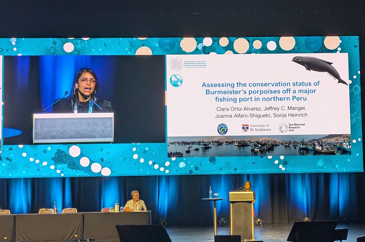 _SMRU_'s tweet photo. Clara is SMRU's first speaker to take to the stage at #SMM2024 talking about her PhD research on Burmeister's porpoise in Peru 🐬 https://t.co/fUF4EV1UAf