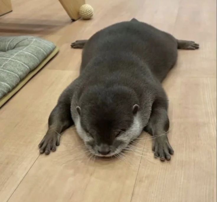 Oh Padme is a tired mama💖🦦