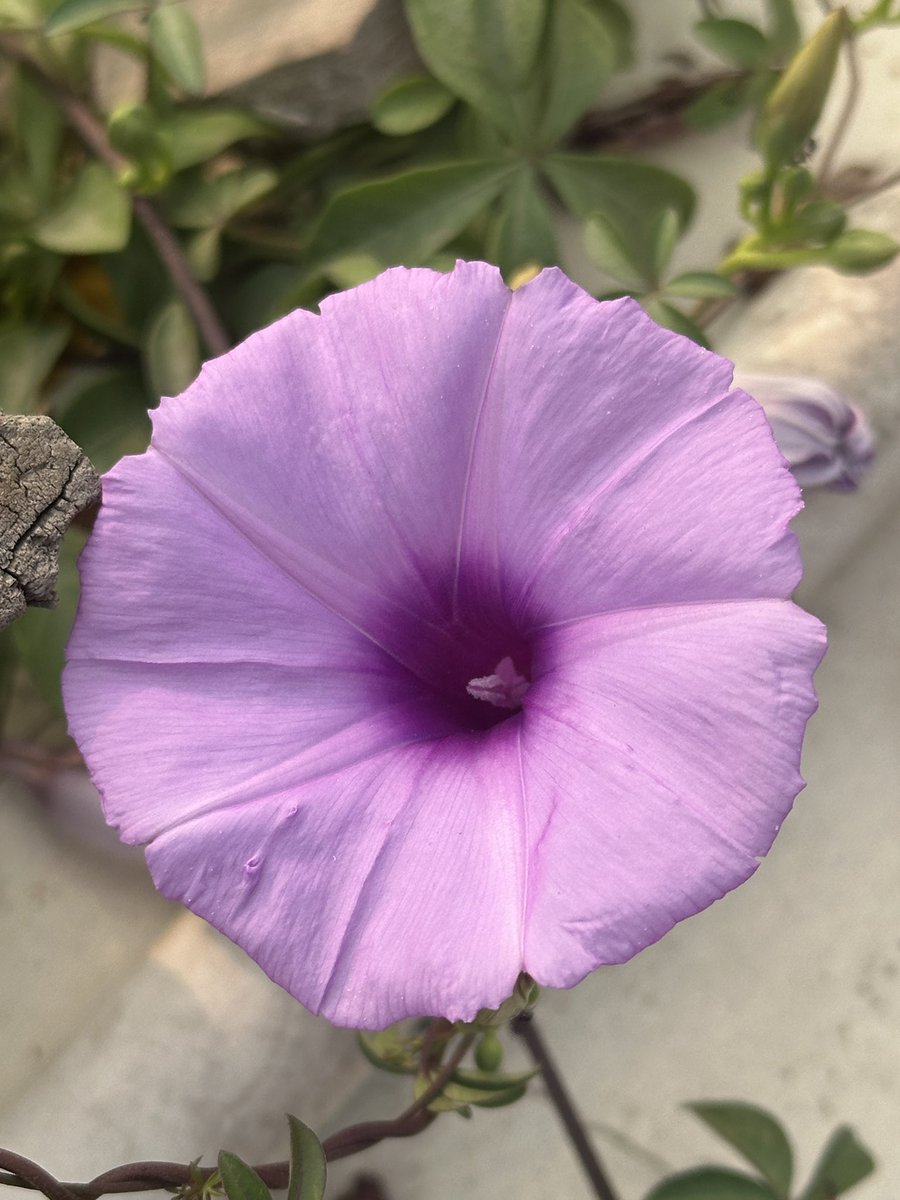 एक यें फूल और एक हम फूल, बस लोग हमे तोड़ने पर लगे रहते हैं! 🌸😁