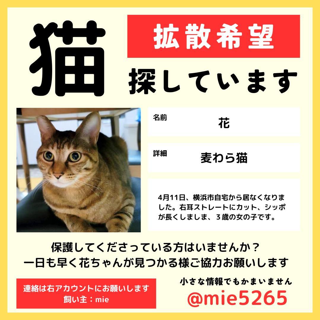 squirrelemi's tweet photo. 今日で行方不明になり7ヶ月です。そして、花の3歳の誕生日です(出会った日)ずっと探しています。どうしても会いたいです。皆さまいつも拡散のご協力本当にありがとうございます。
#猫を探しています 
#拡散希望 
#リポストお願いします 
#横浜市金沢区 
#お誕生日おめでとう https://t.co/gMV1FOnr8y