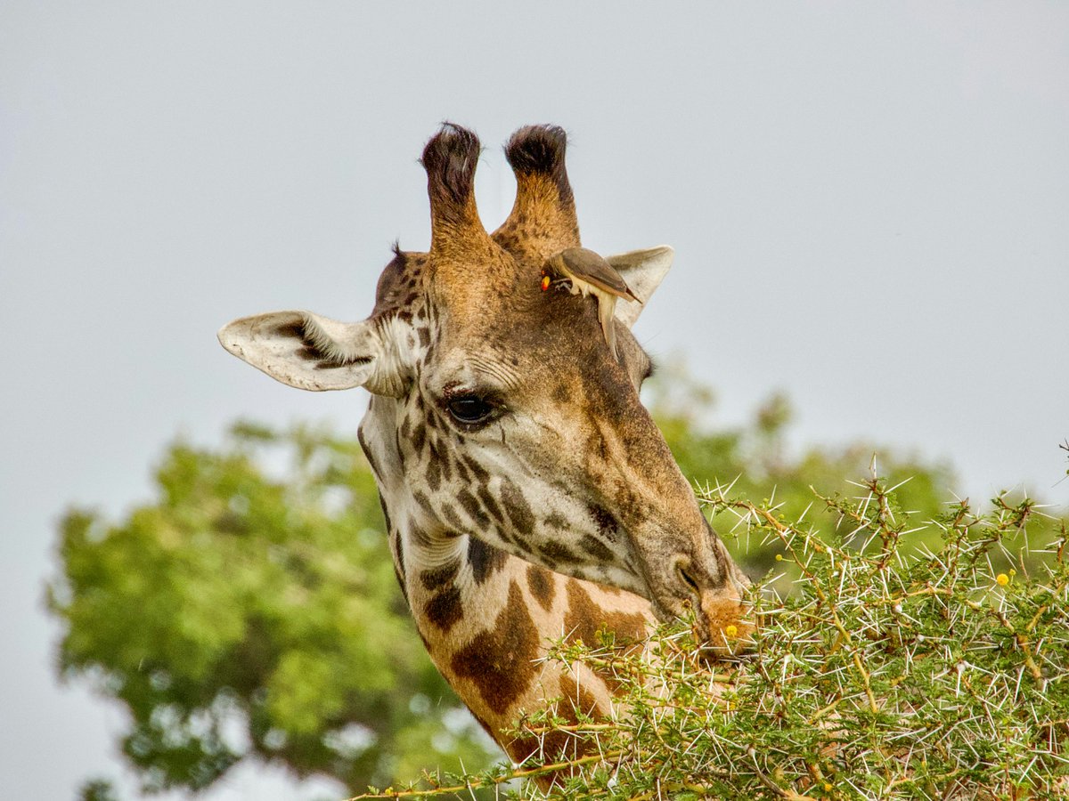 Meet the red-billed oxpecker, nature’s tiny pest control!  Catch a glimpse on your next safari. #BirdWatching #birdsseenin2023 #BirdingAfrica #WildlifeSymbiosis #Oxpecker #BirdNerd #SafariBirds
📸 Crystal Mclernon