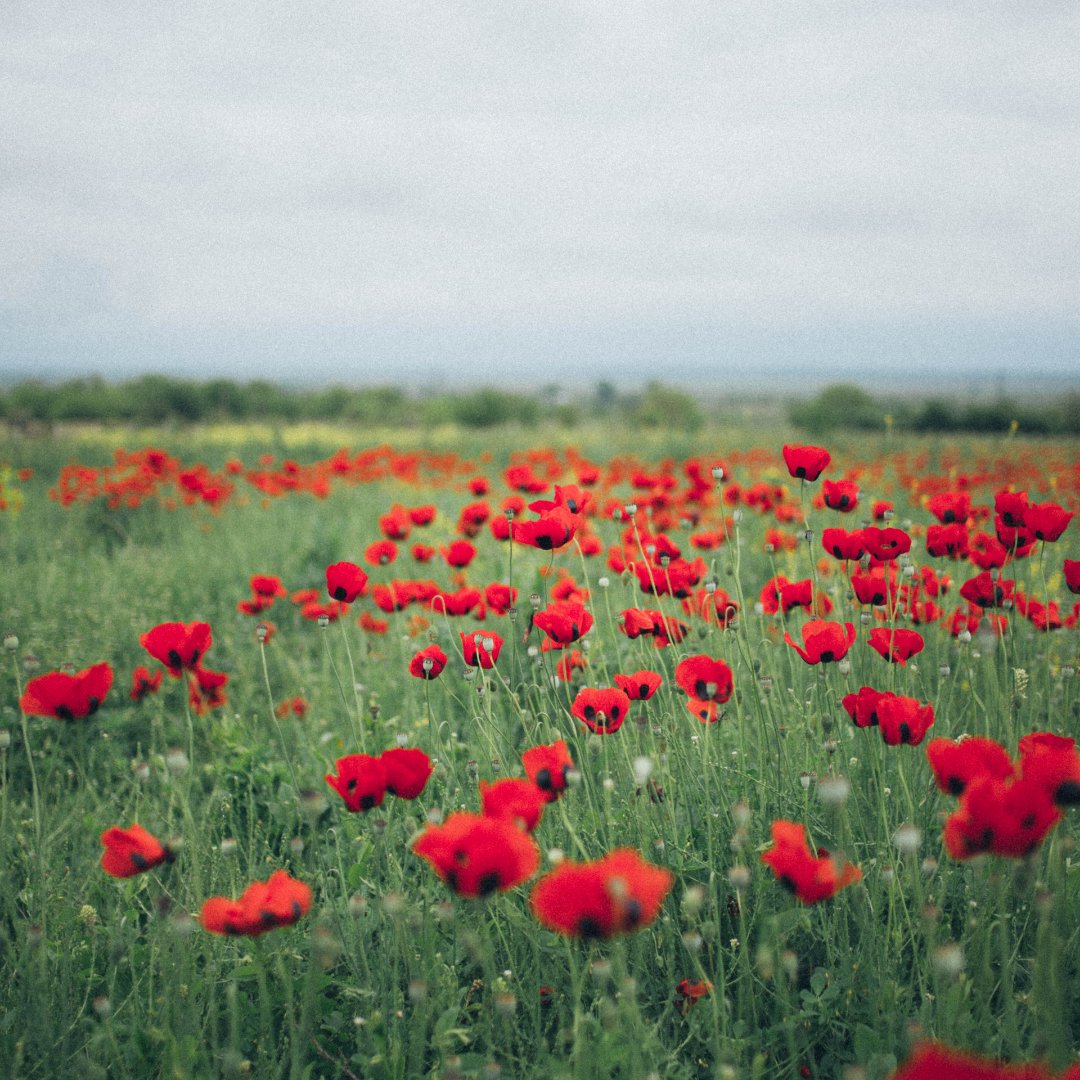 Today is Remembrance Day. Join us for a short act of commemoration, including a two-minute silence to honour those who served.

Location - outside the Bromyard Centre (HALO) at 10:45 am

#RemembranceSunday #LestWeForget #Bromyard #VisitHerefordshire