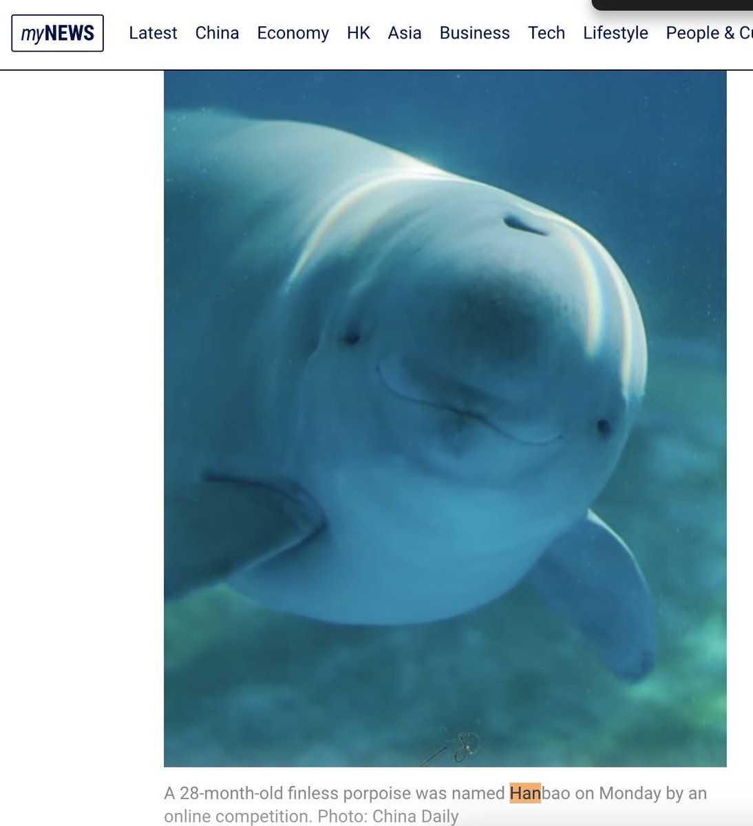 Smiling Dolphin | Miharu tweet media