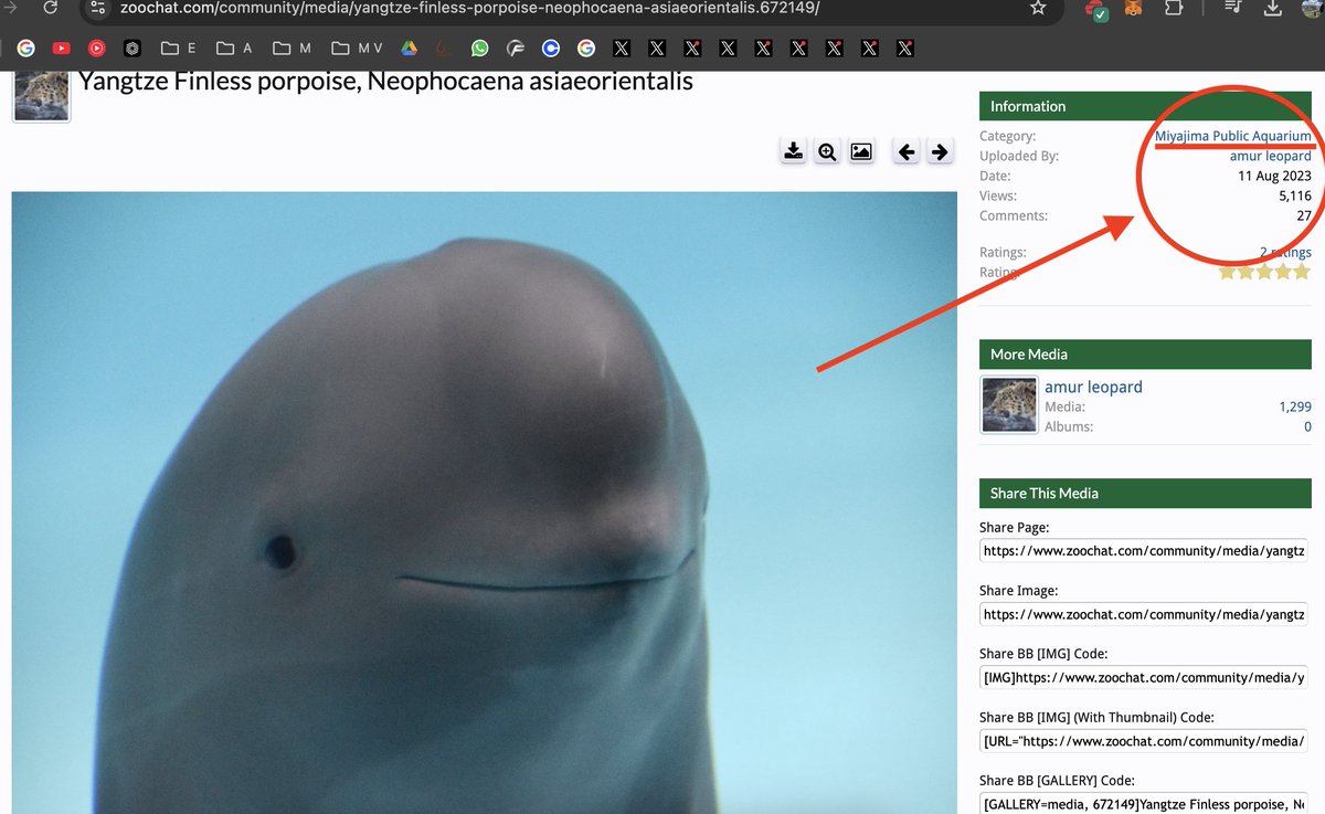 Smiling Dolphin | Miharu tweet media