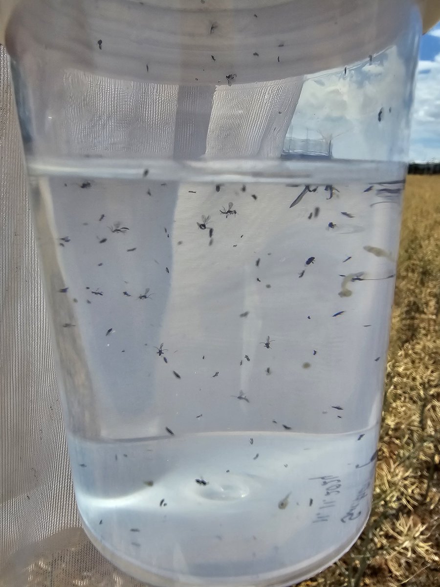 Beautiful day, golden fields, shattering pods, ladybird movement, and friendly neighbours. It's canola harvest season. What does this mean for the parasitoid wasps of aphids 🤷‍♀️! What are their summer plans ? Stay tuned as I look into that.