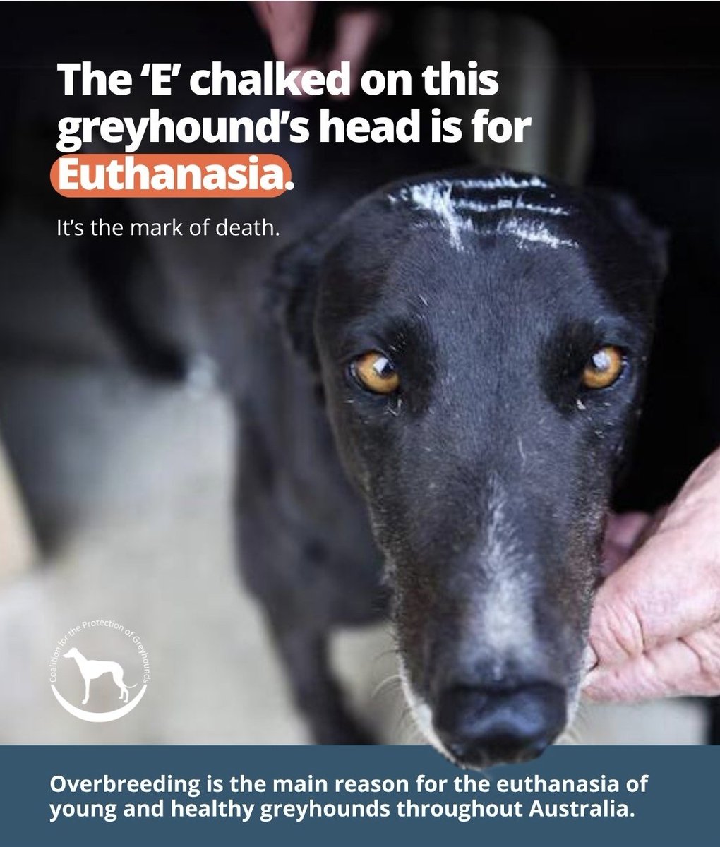 Animal Justice Party (@animaljusticeau) on Twitter photo "In this photo, we are witnessing one of the last moments in this greyhound's life before it was euthanised.
The main reason for the euthanasia of young & healthy greyhounds in Australia is overbreeding" ...
greyhoundcoalition.com/end-overbreedi…
- <a href="/save_greyhounds/">Coalition for the Protection of Greyhounds</a>
#BanGreyhoundRacing "In this photo, we are witnessing one of the last moments in this greyhound's life before it was euthanised.
The main reason for the euthanasia of young & healthy greyhounds in Australia is overbreeding" ...
greyhoundcoalition.com/end-overbreedi…
- <a href="/save_greyhounds/">Coalition for the Protection of Greyhounds</a>
#BanGreyhoundRacing