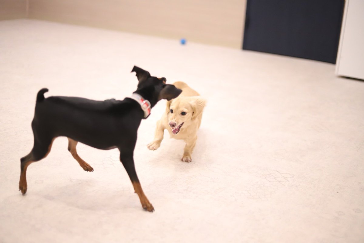 かぐらの証明写真を撮ったんだけど目まんまる👀
保育園の友達と遊ぶ姿悪そうな顔😅
#ミニチュアダックス