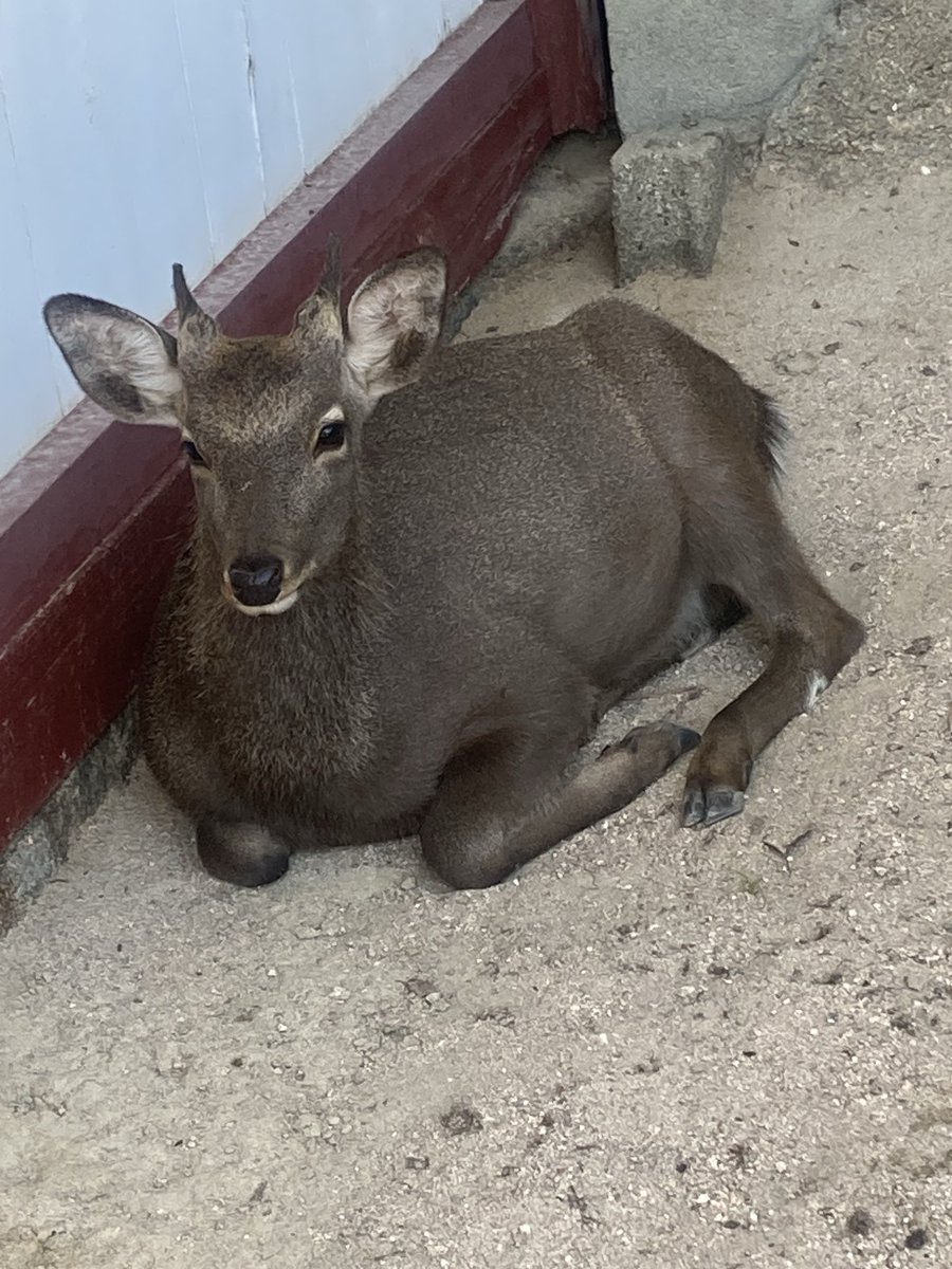 鹿の毛、堅かった。 