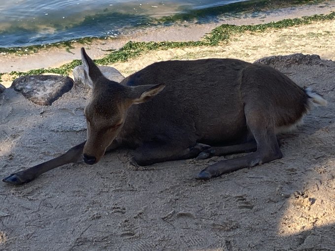 鹿の毛、堅かった。 