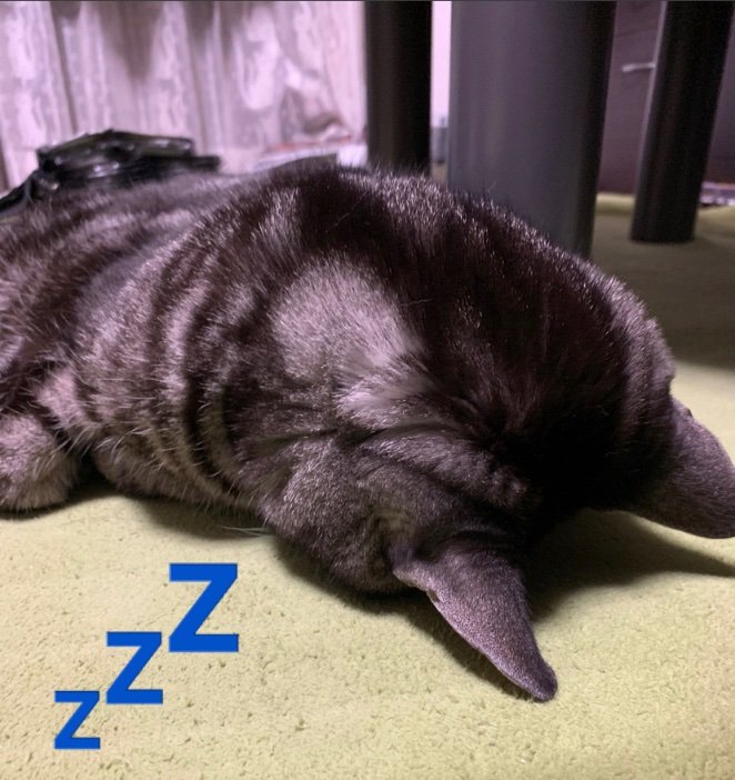 PenelopeRuzy's tweet image. #Moodoftheday 😴💤