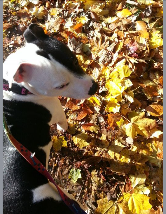 SarahBl76867443's tweet photo. This photo popped up today on FB memories - taken 12 years ago #AdoptDontShop #rescuedog #failedfoster @SeniorStaffy xx https://t.co/Q3VmodgMgn