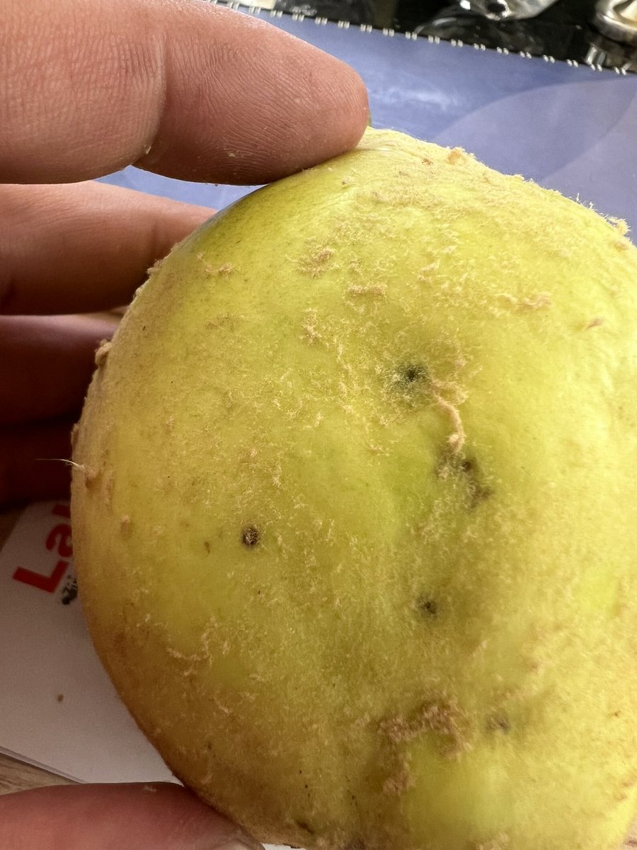 Akdeniz meyve sineğinin Ayva da yaptığı zarar…
#Ceratitis capitata 
#yahyalı