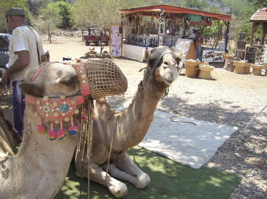 🐫 🐪 Yes 🙌 Sheikh <a href="/JohalMiles/">Miles</a> where shall we go this week?!? 🐫 🐫 I think 🤔 take a slow walk around the world &amp; tell the simple people that they need not worry anymore, they just need to join the caravan 🐫 🐪 and wake up to a new and better way of life……. ✌️💚 $BTC