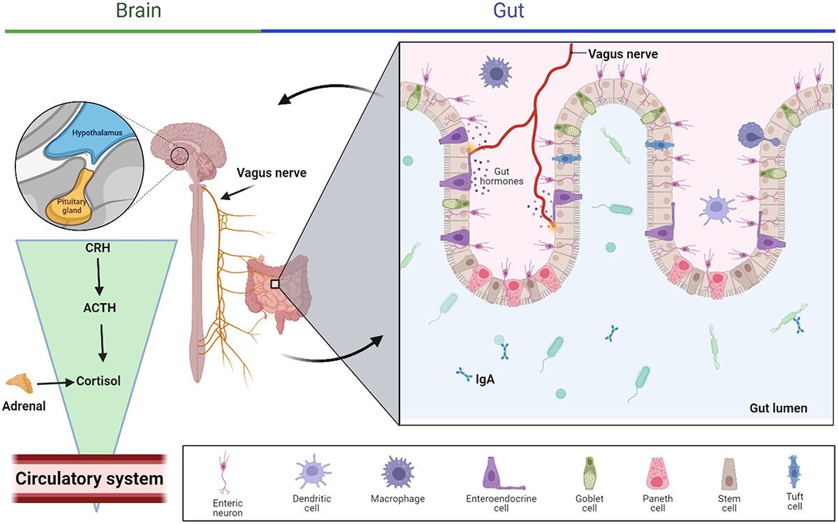 Rph_MUM's tweet photo. Excited to share our review published in #gut_microbes @tandfonline on the topic "Reverse engineering the Gut-Brain Axis and microbiome-metabolomics for symbiotic/pathogenic balance in neurodegenerative diseases" Thanks to advisors #TomDavis #IbrahimJaved https://t.co/6zHVNapArd https://t.co/lSFoQIPU2J