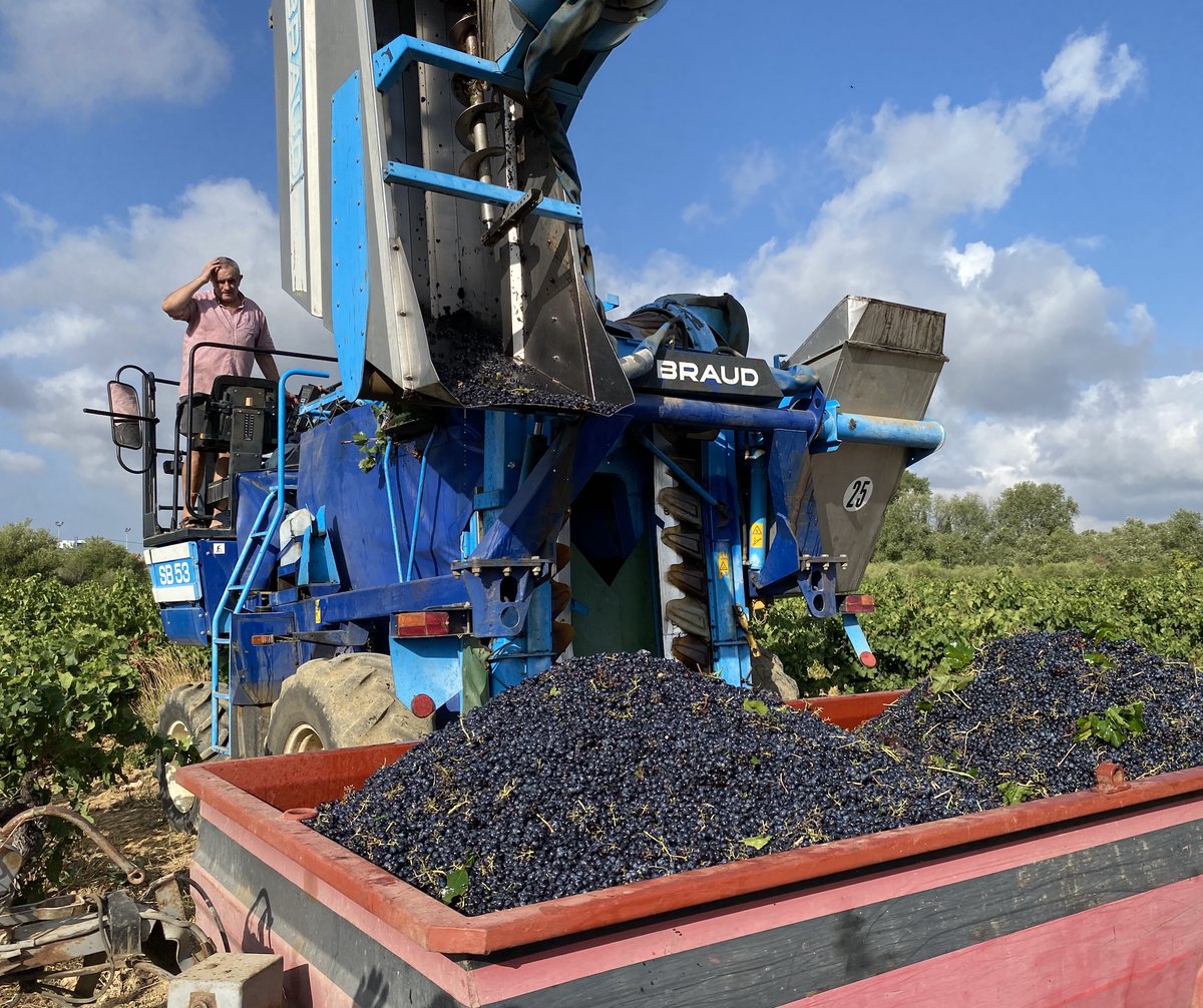 Pleinchamp's tweet image. En 2024, la 2ème vendange 🇫🇷la plus faible depuis 1945. Les intempéries ont impacté le potentiel dès la floraison avant que le mildiou n’entache feuillage et grappes dans quasiment tous les vignobles.
➡️urls.fr/hP6SXC
#vigne #vin #mildiou