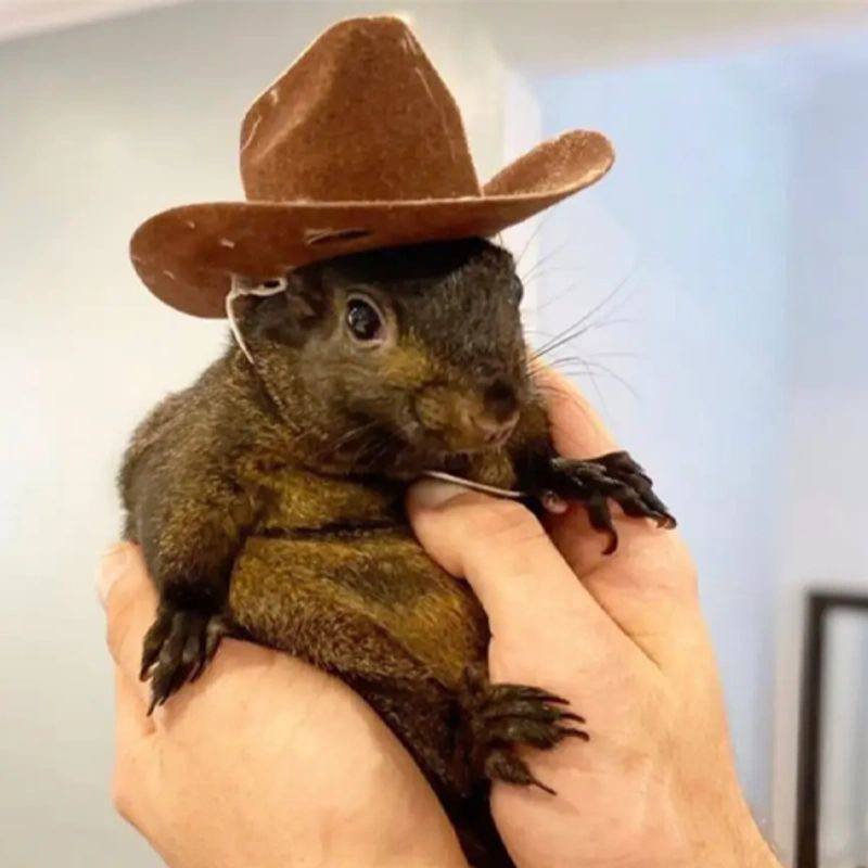 We're excited to have <a href="/binance/">Binance</a> join the cause!

#JusticeForPeanut 🥜🐿️