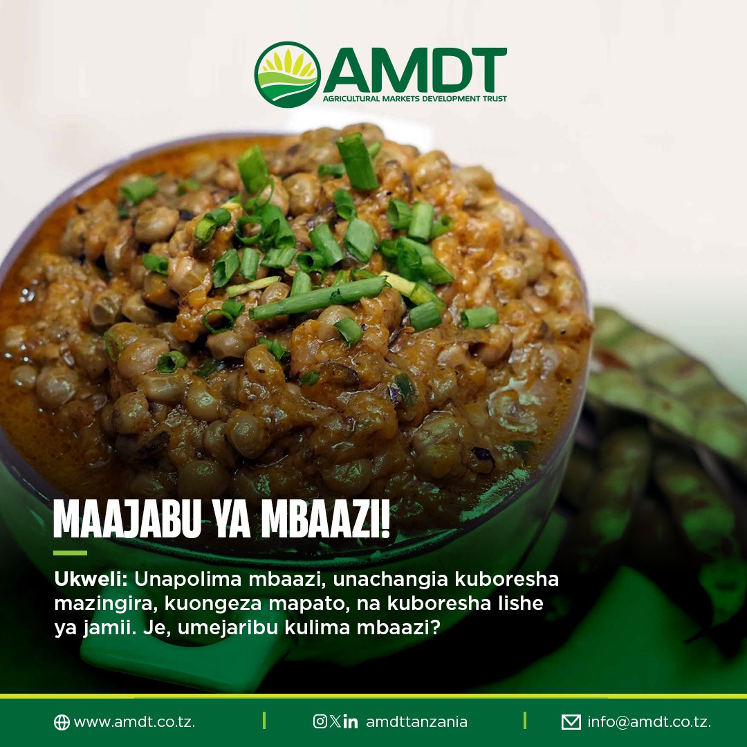 Mbaazi ni zaidi ya chakula—ni mkombozi wa wakulima! Kwa uwezo wa kuboresha rutuba ya udongo kupitia bakteria maalum kwenye mizizi yake, hustahimili ukame na ni chanzo bora cha protini na nyuzinyuzi. bora.