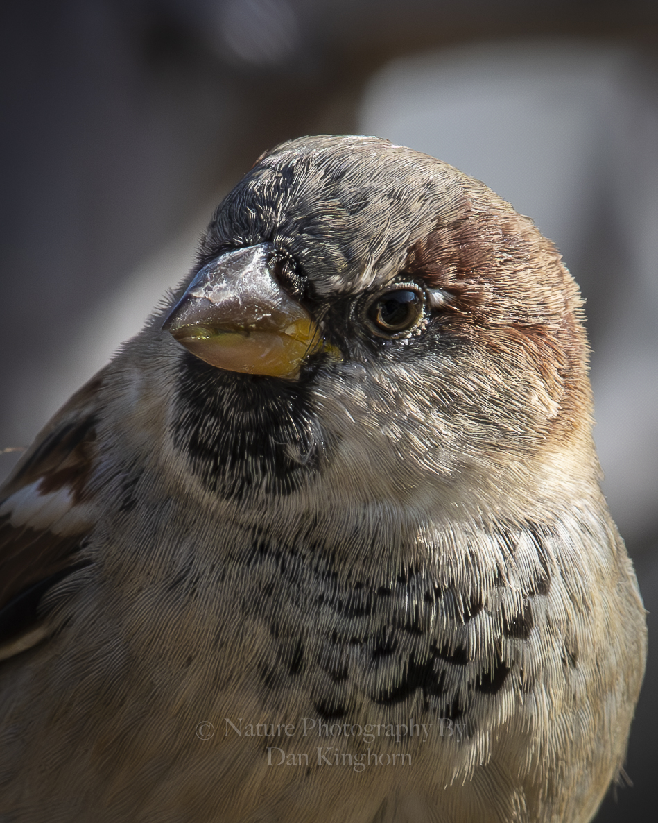 Dan Kinghorn tweet media