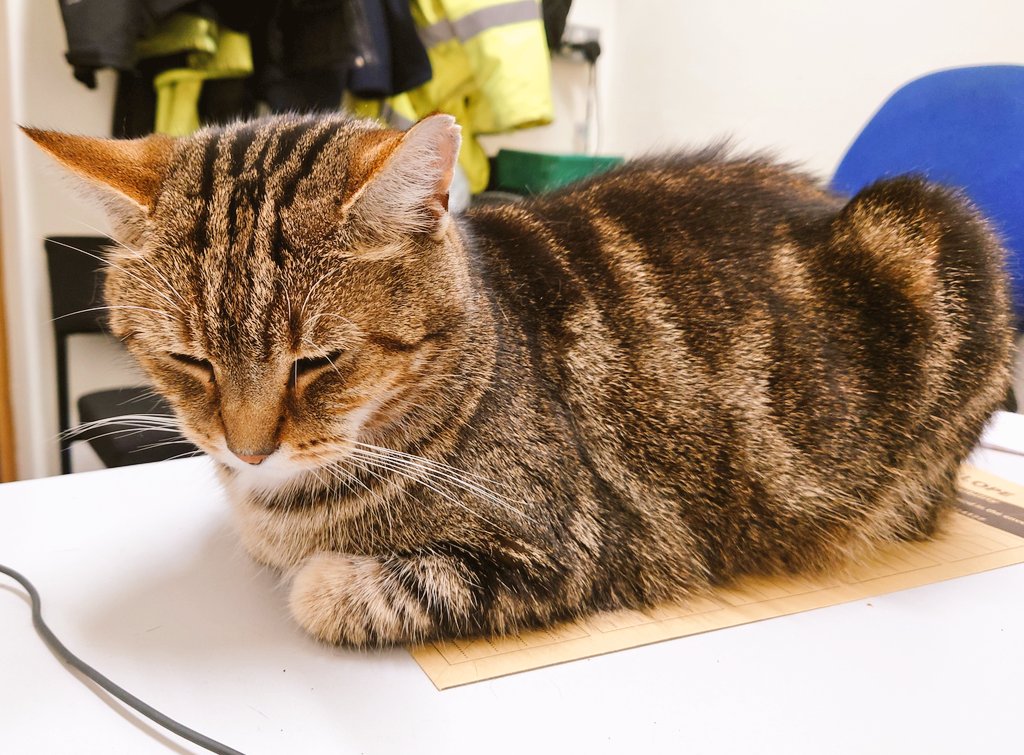 Longarmofthepaw's tweet photo. Starting off week's #KittyloafMonday with this perrfectly form loaf 🍞 😸 Hope all you furfriends and pawpals 🐾 have a good day.
💙💚❤️
#catlovers https://t.co/tHdycI6SkN