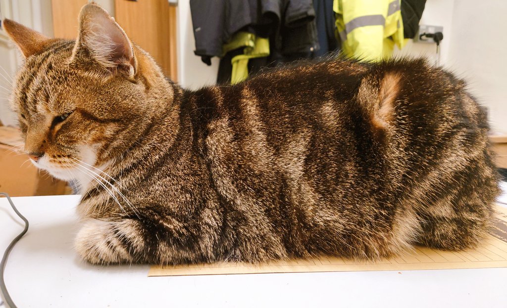 Longarmofthepaw's tweet photo. Starting off week's #KittyloafMonday with this perrfectly form loaf 🍞 😸 Hope all you furfriends and pawpals 🐾 have a good day.
💙💚❤️
#catlovers https://t.co/tHdycI6SkN