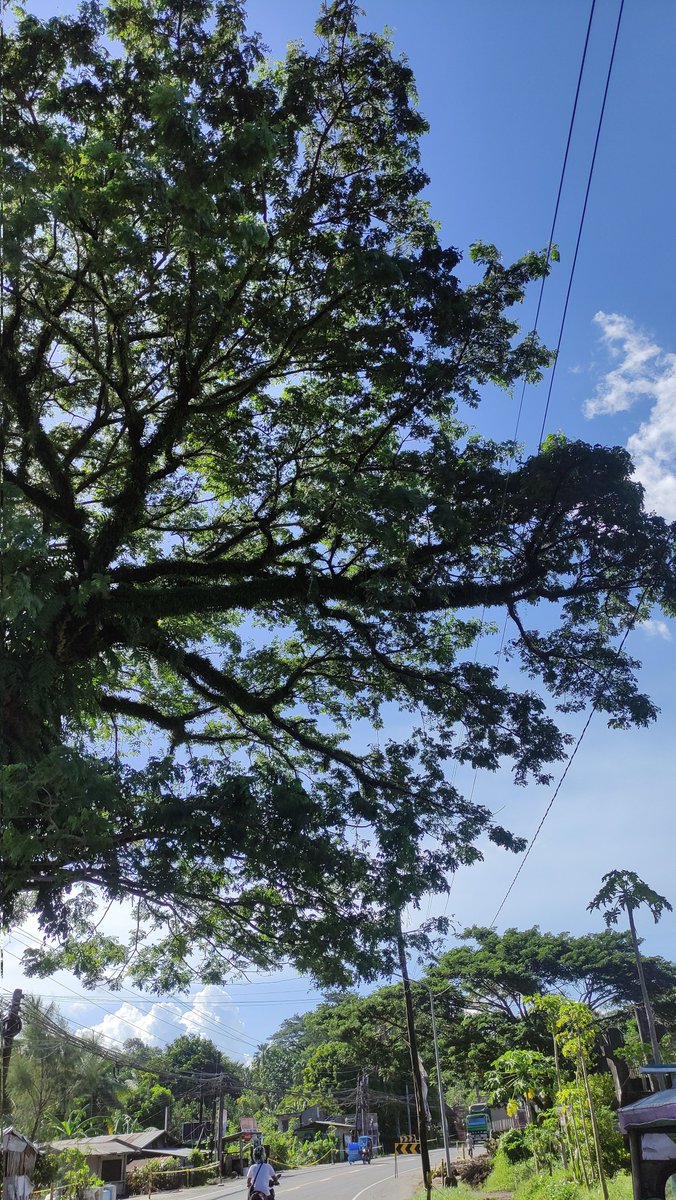 i really love this tree, keeps me calm after a class