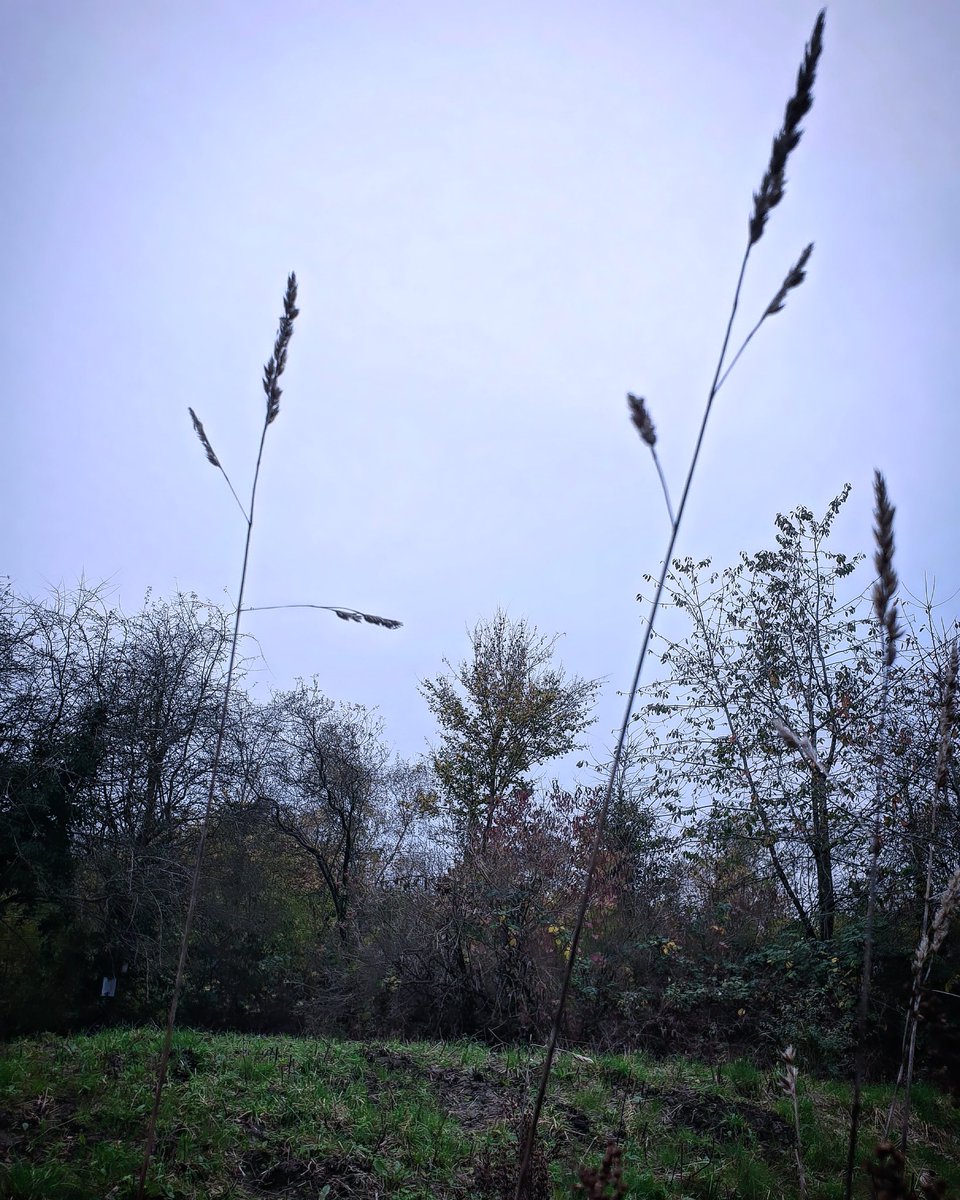 AlisKJones's tweet photo. Grasses ascending,
reaching for the morning sky,
strong resilience. 

#nature #NaturePhotography #naturelovers #poetry #naturewriters #poetrycommunity #haiku #amwriting #writerscommunity #psychogeography #landscape #mapping #mindfullness #noticing https://t.co/TlLW9ACmra