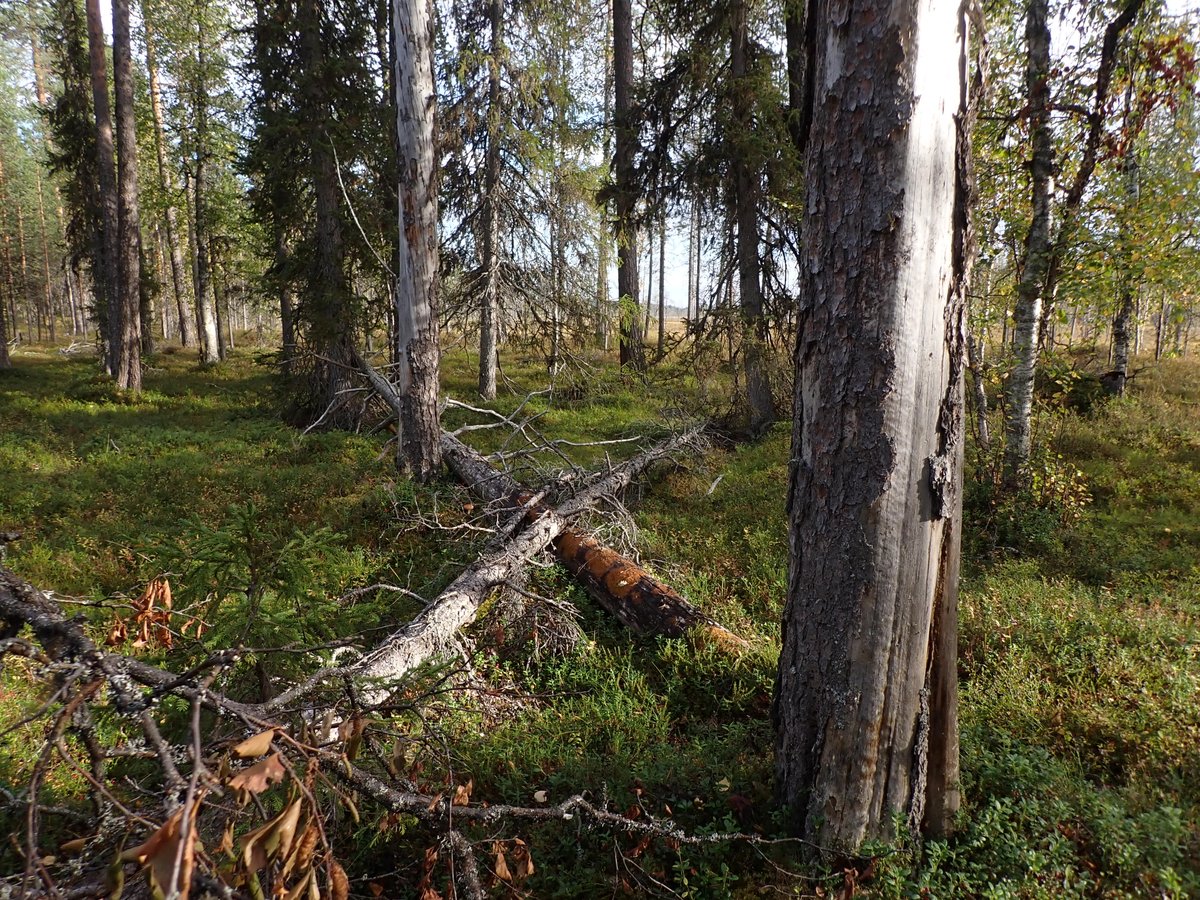 2024 <a href="/luonnonsuojelu/">Luonnonsuojeluliitto</a> &amp; <a href="/LTyoryhma/">Luonnonmetsä</a> tutkivat MetsäGroup- FSC-ryhmäsertifioidun Sallan yhteismetsän avohakkuuilmoitukset Sätsiojalla. Kannatti käydä: olikin vanhaa luonnonmetsää &amp; korpea,jotka sertifioinnissa pitää säästää eikä hakata. Punaisen listan lajeja. maps.greenpeace.org/maps/gpfi/fore…