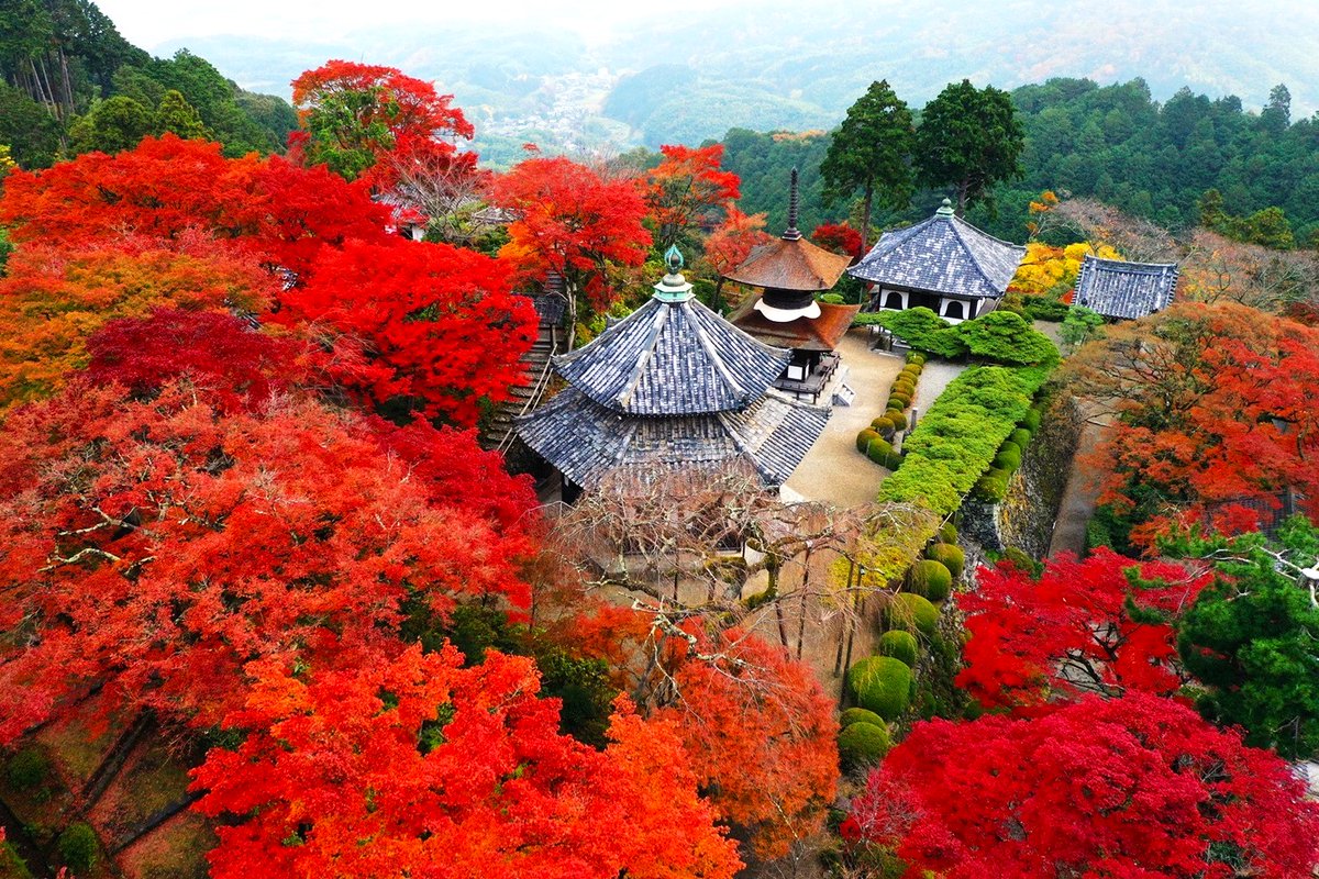kyo_kanko's tweet photo. 京都の“穴場”紅葉スポットをご紹介🍁
・京都駅から電車で5分の穴場
・嵐山なのに貸切状態のマル秘スポット
・京都市内を見下ろす“天空の紅葉”
・紅葉と桜の花が同時に観賞できる寺院
など、喧騒とは無縁の場所でゆったりと錦秋の景色が楽しめます。
今年は、知る人ぞ知る隠れた紅葉を愛でてみてはいかがでしょう？

▼記事はこちら
https://t.co/tsW7TCPzzM