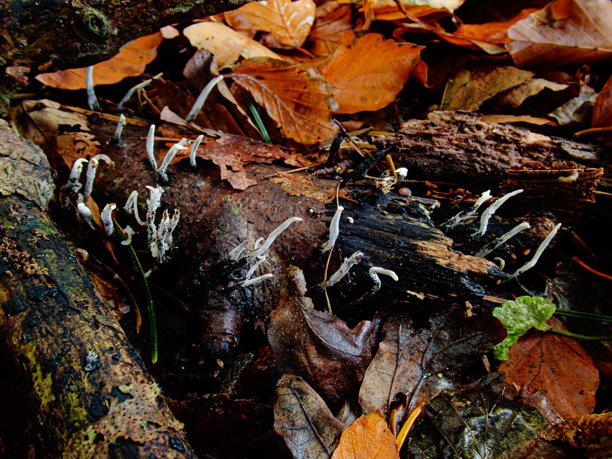 Anthony Speca tweet media