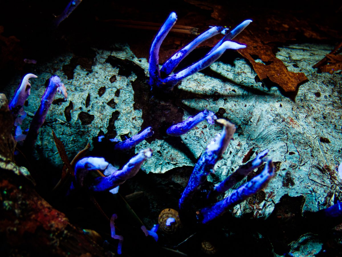 Common candlesnuff fungus (Xylaria hypoxylon) looks interesting enough as it is. But I didn't realise it also fluoresces a brilliant blue in UV! Pardon poor image: hard to take good photo holding both camera and UV torch in low light! Glandford, TG04/VC27 East Norfolk, England.