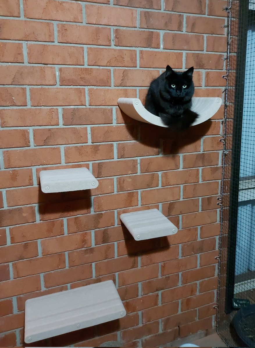 Ours Papa comed over yestirday an putted new plapforms on da front porche, now I Gracie cam sitting up high when I do mine pawtrols of an summor evening #CatsOfTwitter #blackcats #GraciePorchPatrolGorl