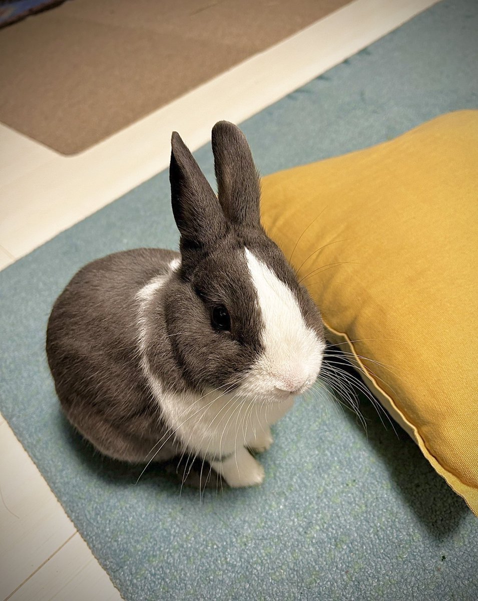 bonbon_724's tweet photo. 寒くなってきたね
#うさぎのいる暮らし https://t.co/BJdFgvLWIR