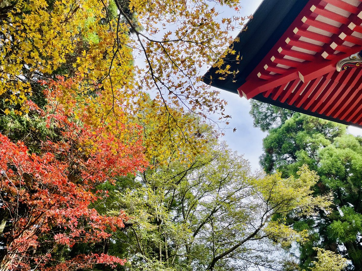 sakaguchisyoten's tweet photo. 比叡山頂は行ったけど
比叡山延暦寺は行ってない
バスで行けるルートあるやん！
ってことで行ってきました
紅葉はまだでしたが
見るところたくさん！
広くて急勾配な階段にクラクラ…
全部回れずまた今度
帰りは滋賀側に出て帰宅
京都側は混むのでこのルートで
また来よう〜 https://t.co/XiKV0qABsx
