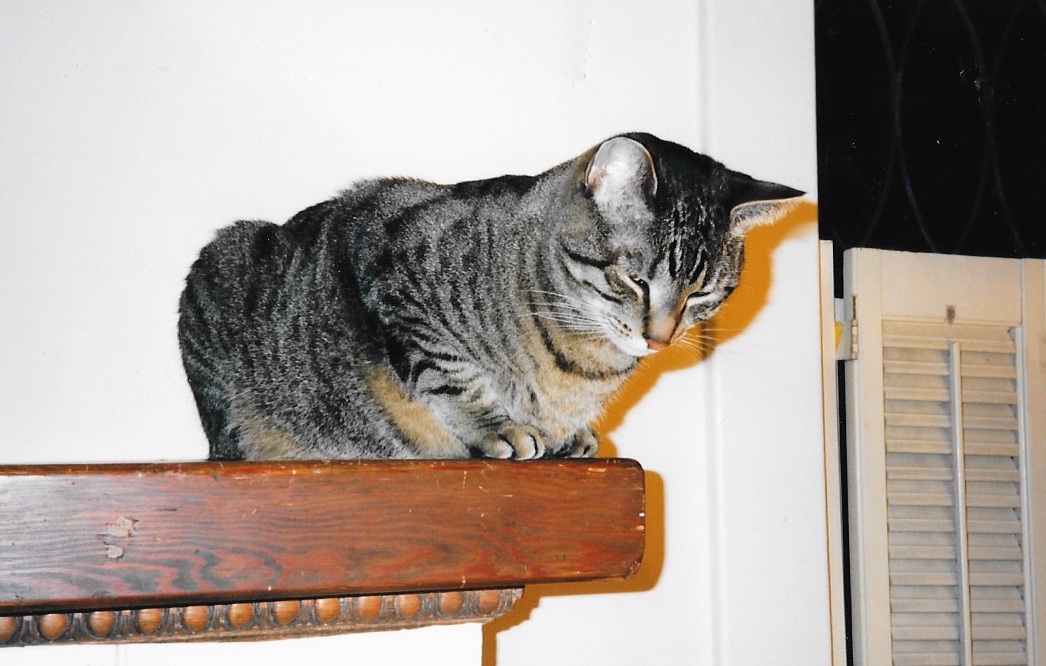 Craig S. C. Okajima (@claxtonokajima) on Twitter photo <a href="/StrayLiotta/">Stray Liotta, Hey Spots!</a> What does it mean, when I bury my nose in Sydney's fur, and she slaps me? #CatsOfTwitter #CatsOfX #CatsOfInstagram <a href="/StrayLiotta/">Stray Liotta, Hey Spots!</a> What does it mean, when I bury my nose in Sydney's fur, and she slaps me? #CatsOfTwitter #CatsOfX #CatsOfInstagram