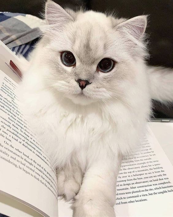 "When a cat walks past you, you feel a sense of serenity, as if the whole world has stopped. That is the precious gift that cats bring to you every day."