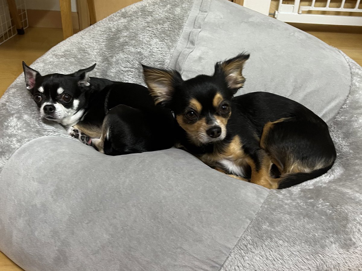 felice_dogs's tweet photo. 最近一緒にいる率高い兄弟

＃チワワ #犬服 ＃ファッション #毎日日記 #felice https://t.co/uKFbWt2sqA