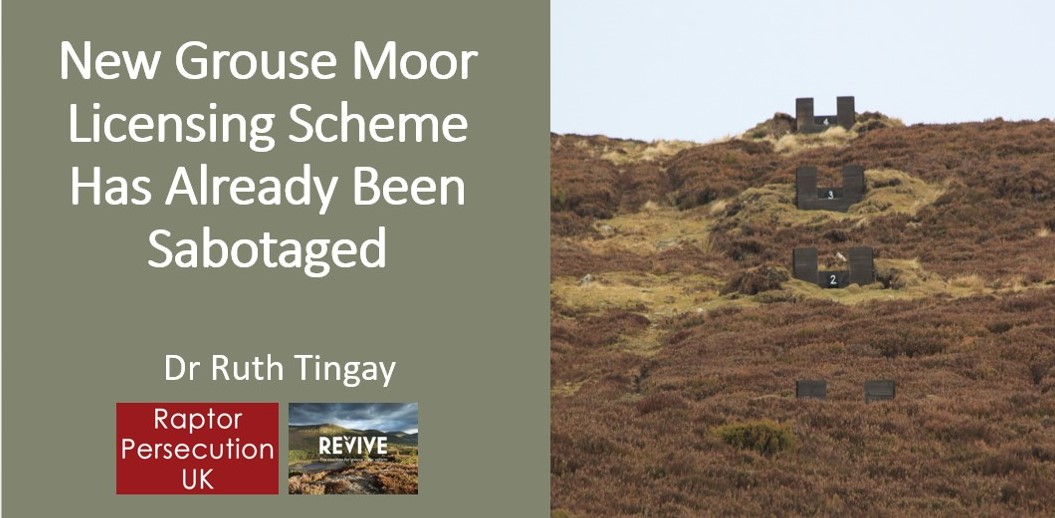 Scotland's grouse moor licensing scheme has already been sabotaged.

<a href="/NatureScot/">NatureScot</a> , apparently after a threat of legal action from the grouse shooting industry, has modified the licence &amp; it's now utterly unenforceable.

Details 👇👇

raptorpersecutionuk.org/2024/11/11/sco…