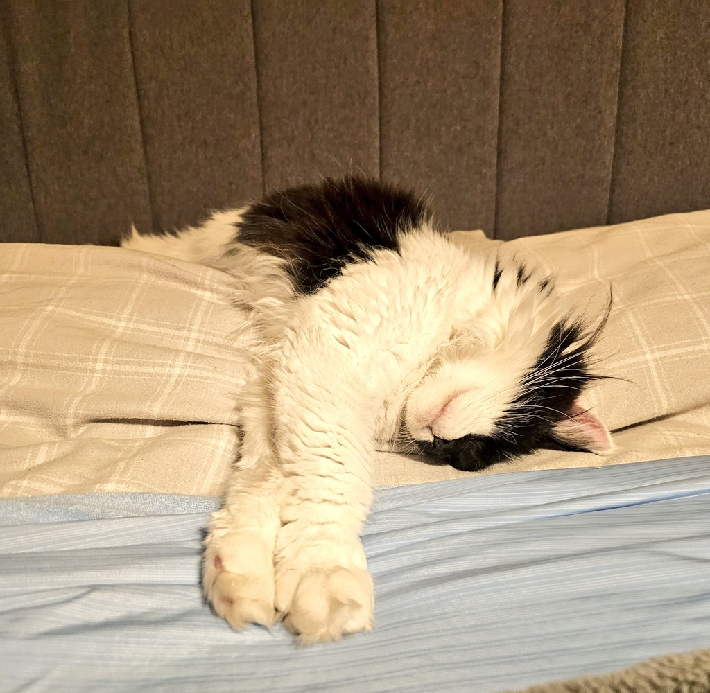 GremlintheFloof's tweet photo. Showing Mum the importance of relaxation, in 3 easy stages.
Get comfy
Stretch
Roll
#kali #gremlin #Hedgewatch #badpanda https://t.co/c7F14Prb6J