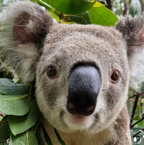 💤💤💤
🐨Are you there? Wake up, the bull market is back!
🚀🚀🚀

#memefi #memecoin #SUI #BTC