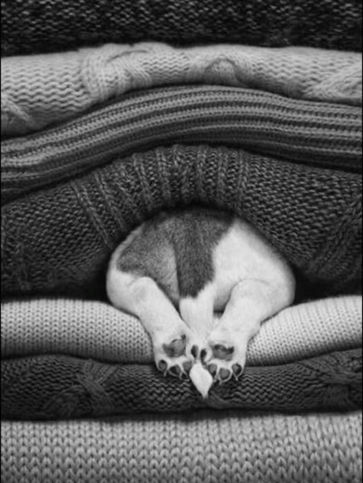 azzurro202's tweet photo. 🖤🩶Solve the problems
#goodmorning #tolive #toface #little #dog https://t.co/JgqiJ5z0Hn