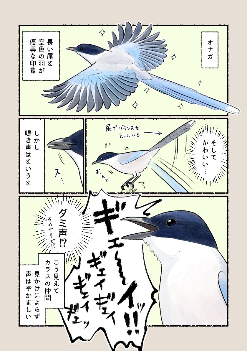 意外と知らない鳥の生活
「見た目とのギャップ」
上品な見た目なのに、なかなか癖になる声をしています。 