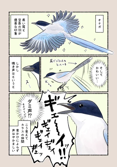 意外と知らない鳥の生活
「見た目とのギャップ」
上品な見た目なのに、なかなか癖になる声をしています。 