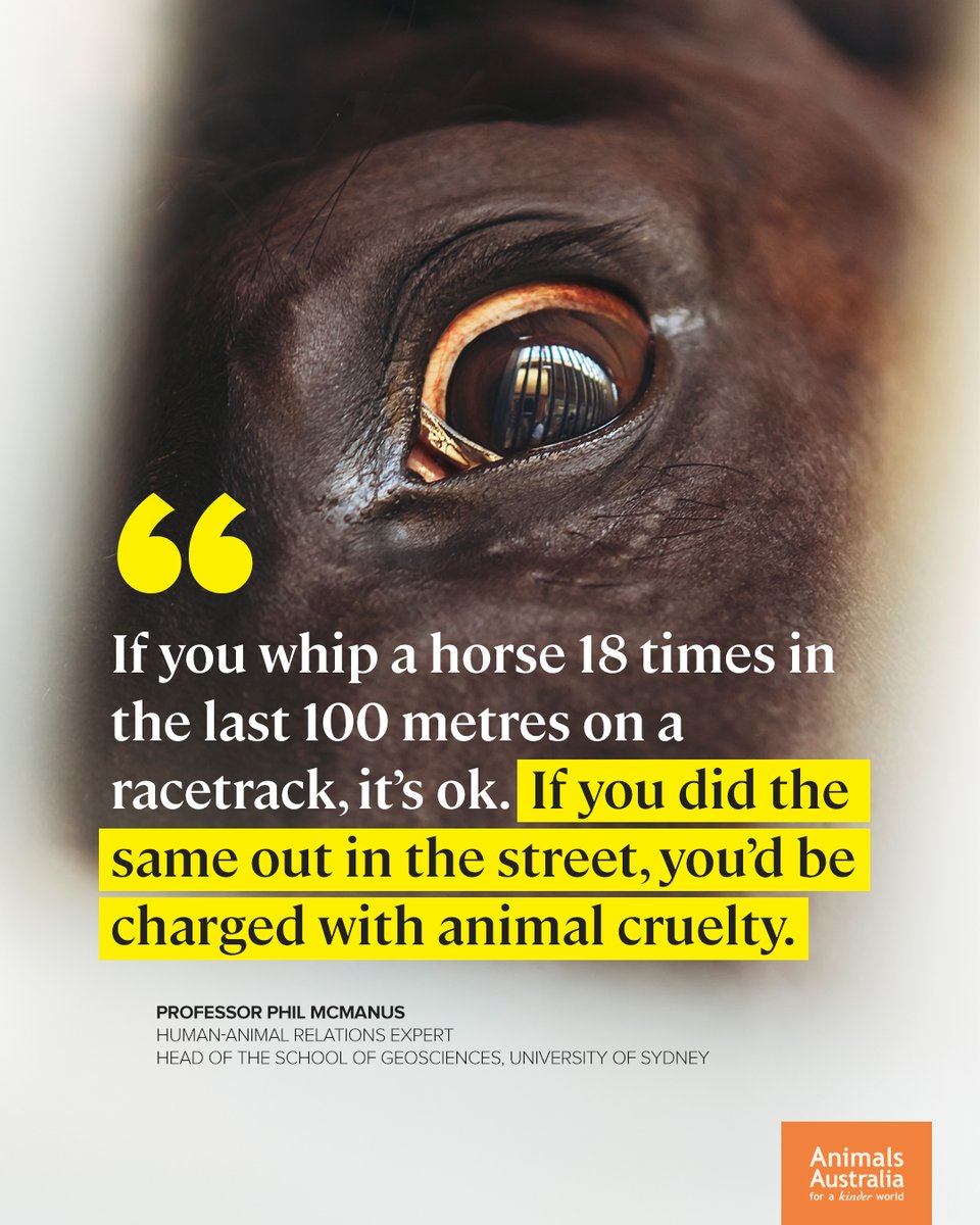 Beating animals = abuse.
Beating animals = accepted in horse racing.
