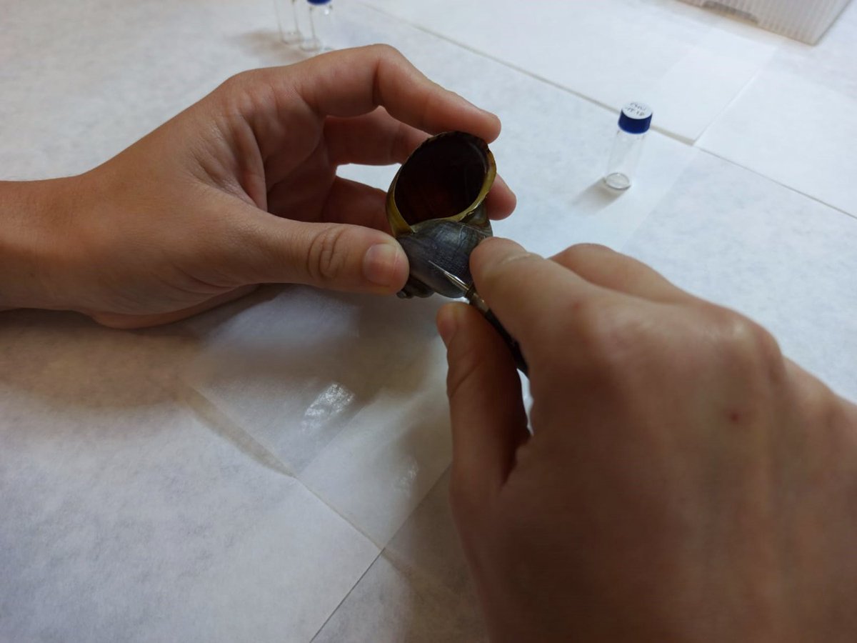 asierge's tweet image. 🐚 Last week, @rosaarnizmateos was at @ICTA_UAB sampling Pomacea shells from Bolivia to conduct a new sclerochronological pilot study. #FirstAmazons project.
