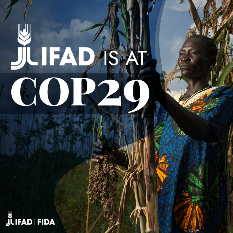 IFAD's tweet photo. We are at #COP29 to send a message to the world: invest in climate adaptation!  

Not really sure what COP is? Take a look at our explainer⬇️