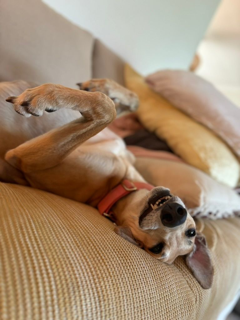 GAPNSW's tweet image. 🐾 Happy Adopter Tails: Honey &amp;amp; Kate

She's given me the perfect combination of motivation to keep me active and outdoors often, but is more than happy to relax with me on the couch all day too! My dream dog—thank you, GAP!"
👉 gapnsw.com.au/our-greyhounds

#happiness #greyhoundlife